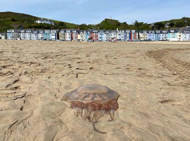 Foto una medusa bloccata sulla spiaggia di aberdyfi con una fila di case colorate sullo sfondo