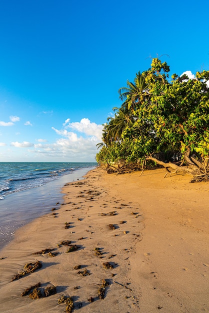 Foto stranden in het noordoosten van brazilië met kristalhelder groen water