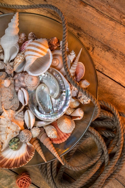 Foto strandjutten seashell-collectie