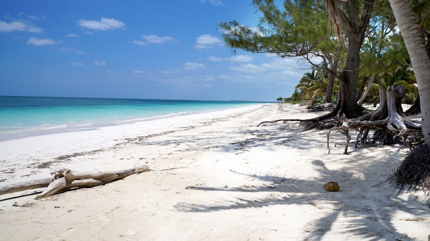 Strandkokospalmen Mexico