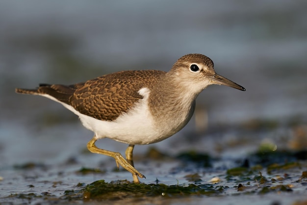 Foto strandloper actitis hypoleucos