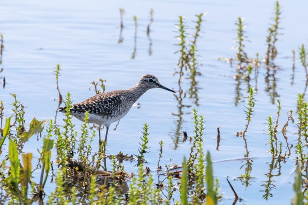 Strandloper Bosruiter in ondiep water Tringa glareola