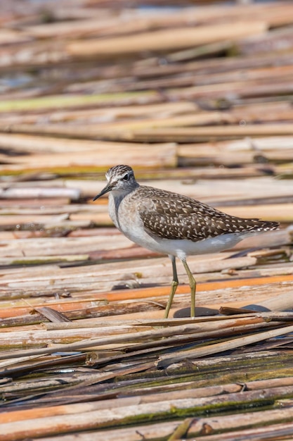 Strandloper, Bosstrandloper (Tringa glareola)