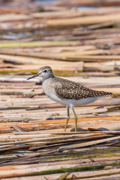 Strandloper, Bosstrandloper (Tringa glareola)