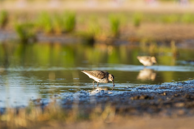 Strandloper voedt zich langs de kusten van de Oostzee voordat de herfst naar het zuiden trekt