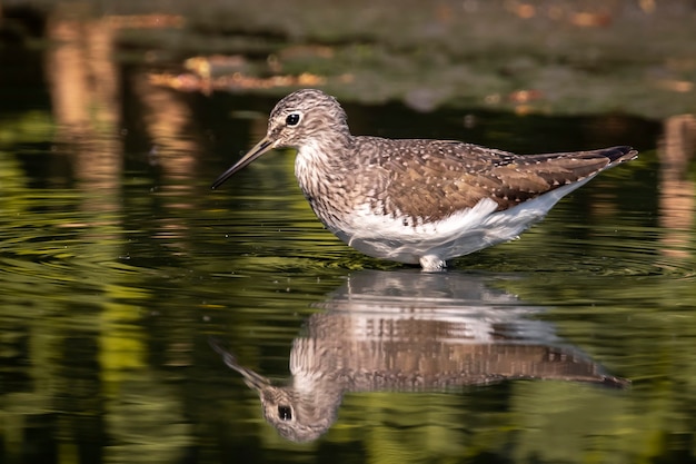 Strandloper vogel op zoek naar voedsel in het moeras