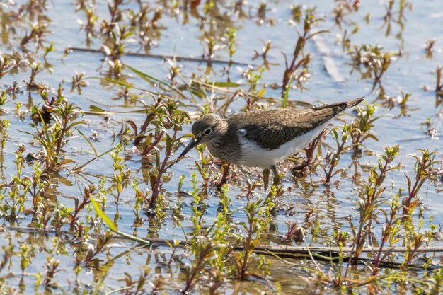 Foto strandloper-watervogel (actitis hypoleucos)