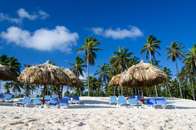 Strandstoelen onder een palmboom