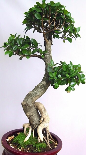 Photo strange beautiful potted bonsai ornamental plant