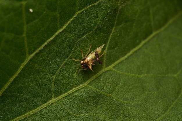 Photo strange insect walking on a green leaf cyphonia