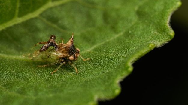 Фото Странное насекомое, ходящее по зеленому листу.