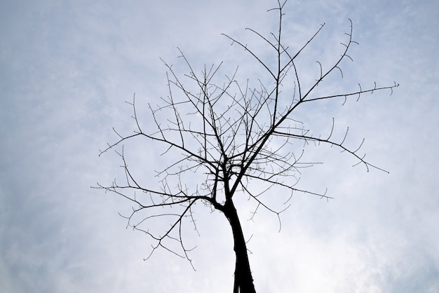 순수한 배경에서 이상하게 보이는 죽은 나무