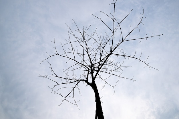 Alberi morti dall'aspetto strano in uno sfondo puro