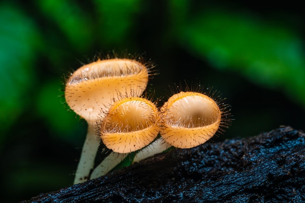 Strange of mushroom in the rainforest.