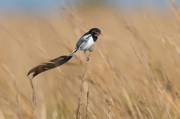 이상한 꼬리 폭군 Alectrurus risora xAIbera Marshes Corrientes 지방 아르헨티나