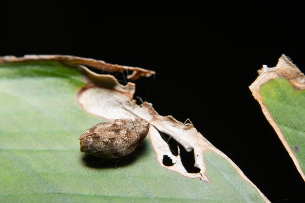 식물에 이상한 treehopper 매크로가 있습니다.