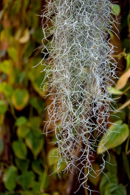 Photo strange vegetation in the jungle