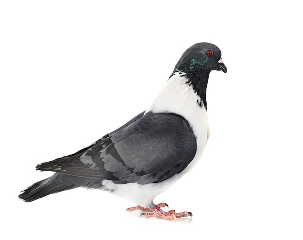 Strasser pigeon in front of white background