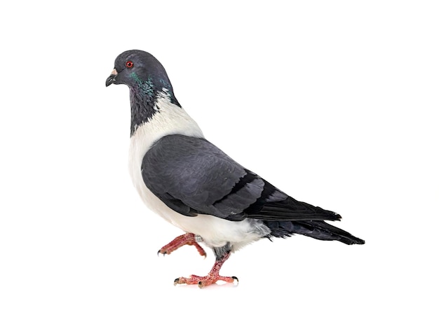 Strasser pigeon in front of white background