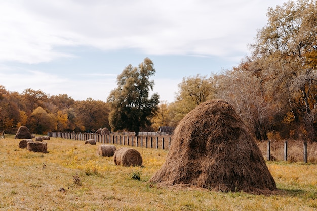 straw for animals autumn landscape on the farm