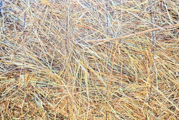 straw background abstract texture grass dry