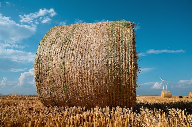 Straw bale on the field cultivated barley harvest in the summer agriculture for food farmland