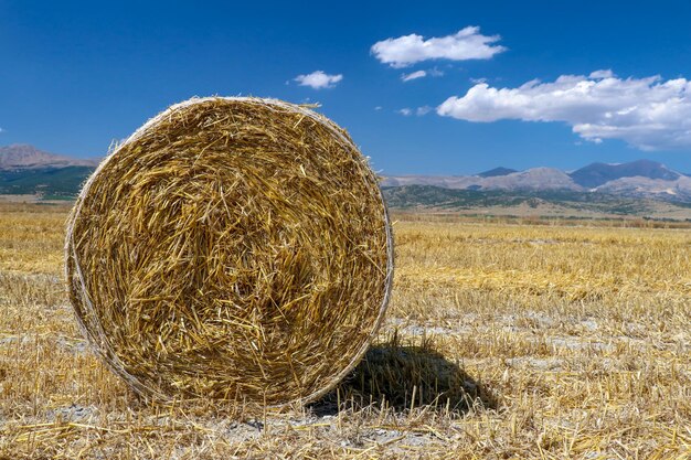 Straw bale in the field