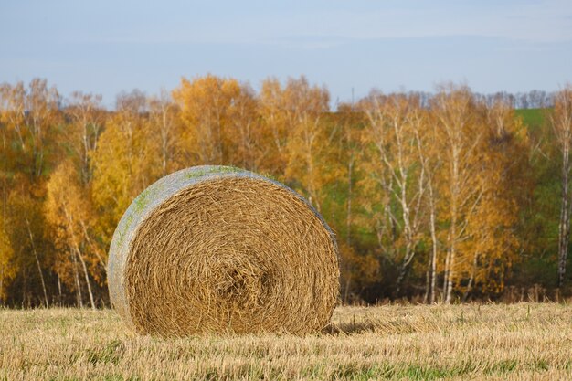 Photo straw bales in autumn field