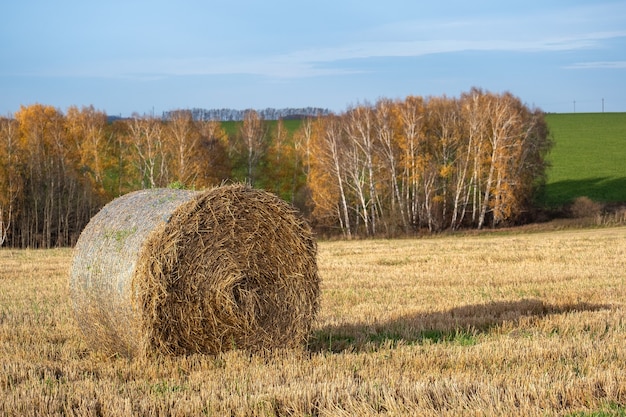 Straw bales in autumn field