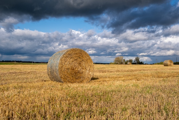 Balle di paglia sul campo dell'azienda agricola il giorno di autunno