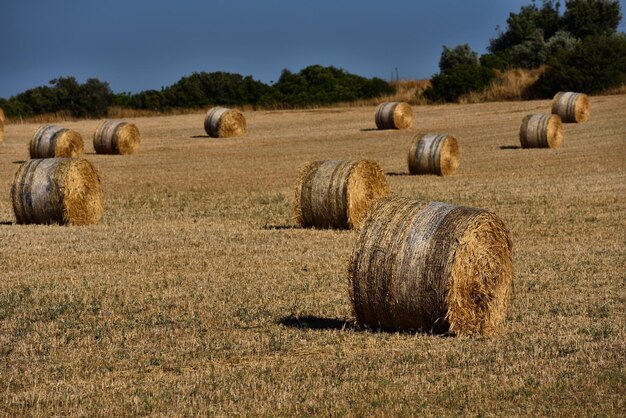 Straw bales on farmland with blue sky