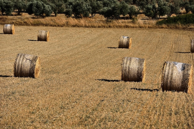 Straw bales on farmland