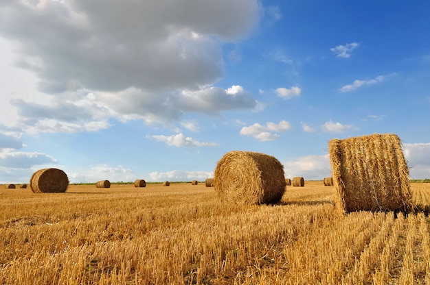 Straw bales in a field in summer