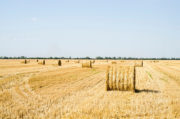 Straw bales in a field of wheat