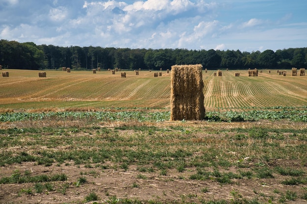 Straw bales on a harvested wheat field Food supply Agriculture to feed humanity