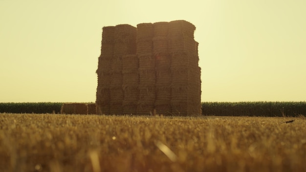 Straw bales pile field after harvest season Large square haystack at farmland