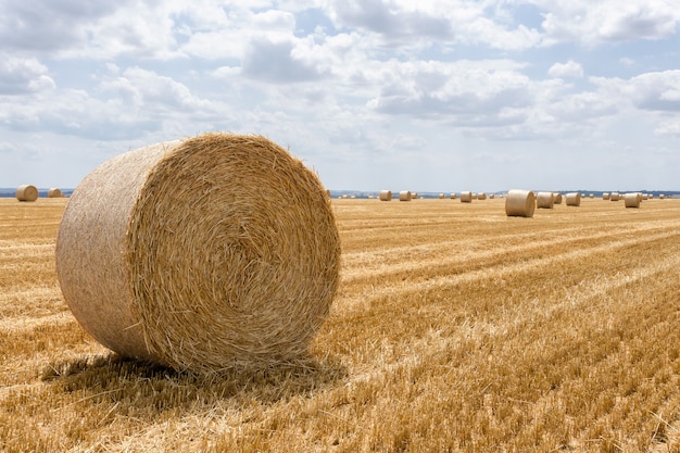 Straw bales stacked in a field at summer time