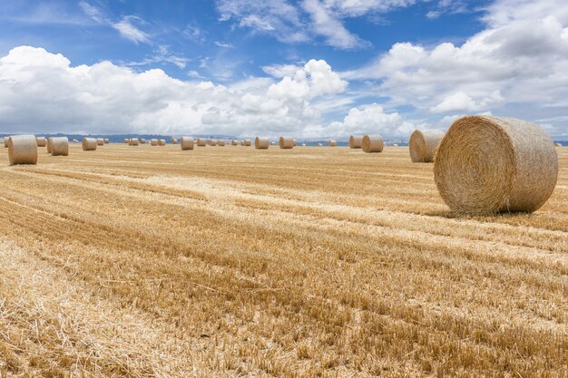 Straw bales stacked in a field at summertime