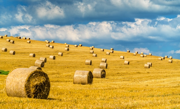 Balle di paglia su un campo di grano in slovacchia, europa centrale