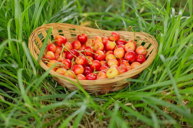 Nell'erba c'è un cesto di paglia con ciliegie gialle e rosse fatte in casa