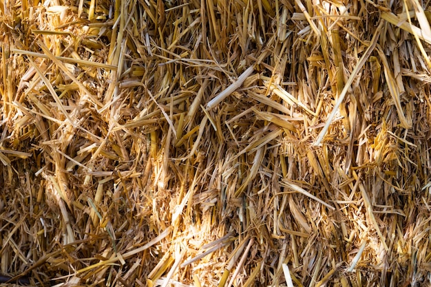 Straw, dry straw texture background, vintage style for design. Shadows on the straw on a sunny day.
