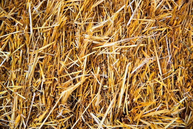 Straw dry straw texture background