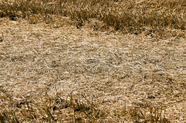 畑のわら-夏に小麦が収穫された農地