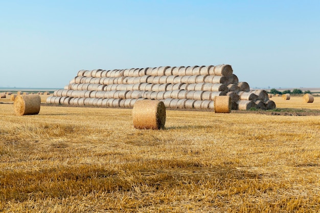 Straw in the field