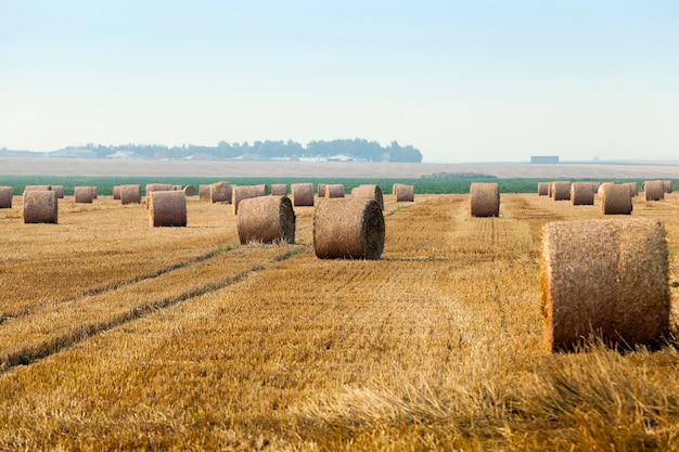 Straw in the field