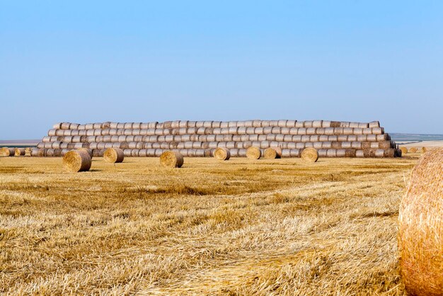 Straw in the field