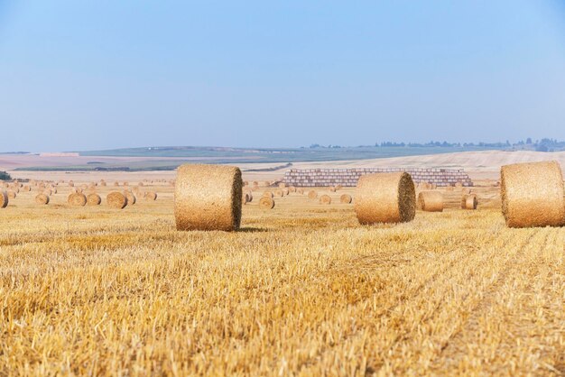 Straw in the field