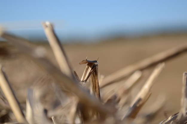 Straw figure resembling a dragon.