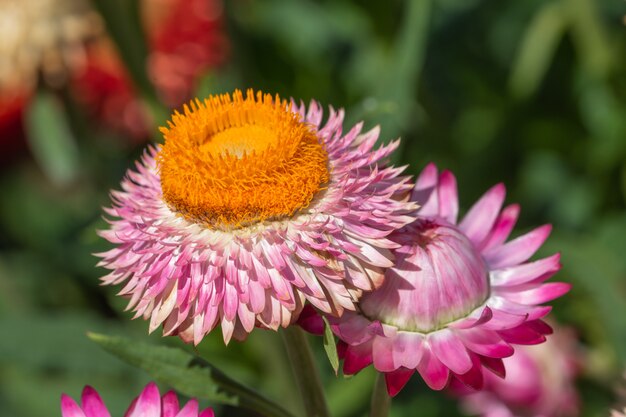 わらの花天然マクロ