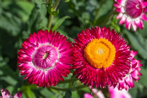 わらの花天然マクロ